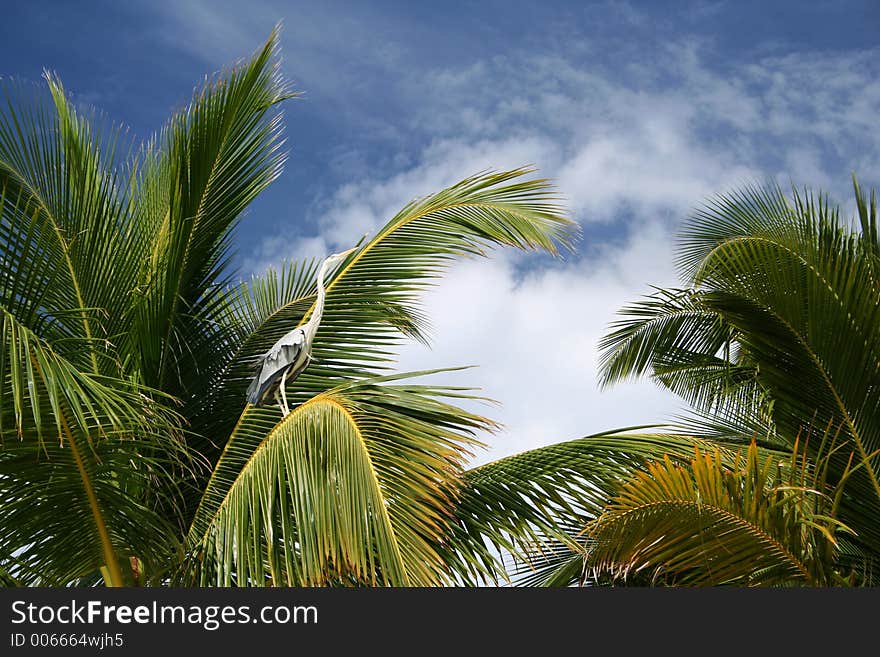 Heron In A Palm Tree