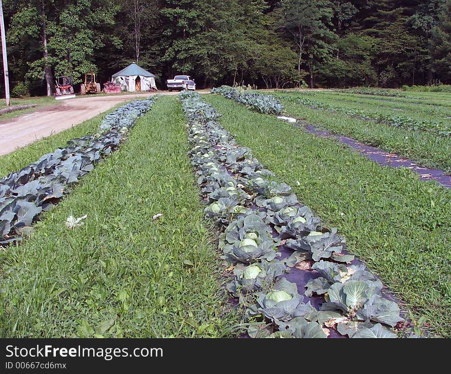 Rows Of Cabbages