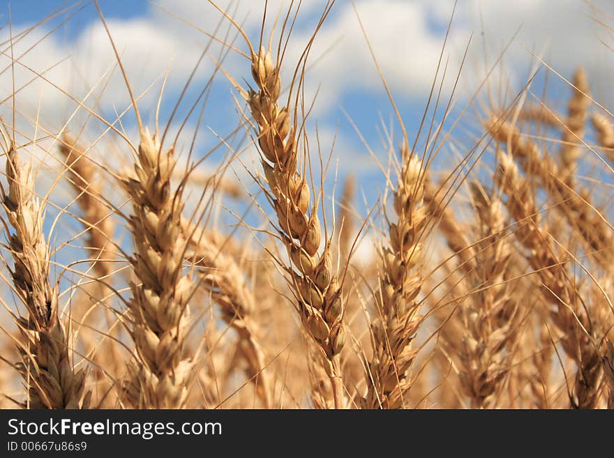 A wheat field with blue sky background