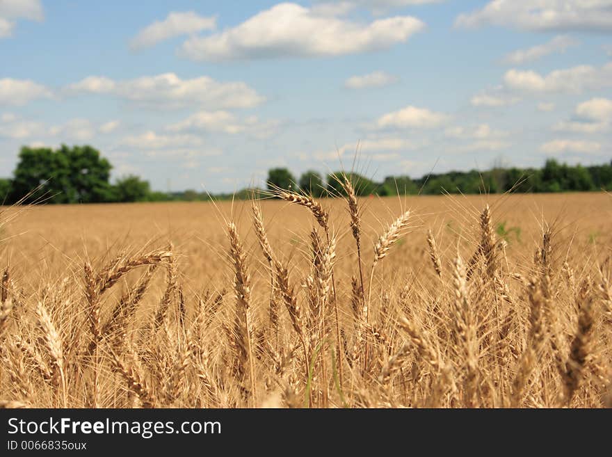 A wheat farm in Ohio. A wheat farm in Ohio