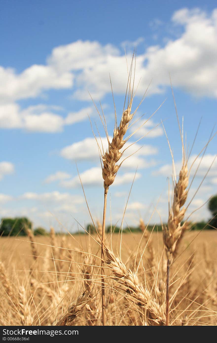 A wheat farm in Ohio. A wheat farm in Ohio