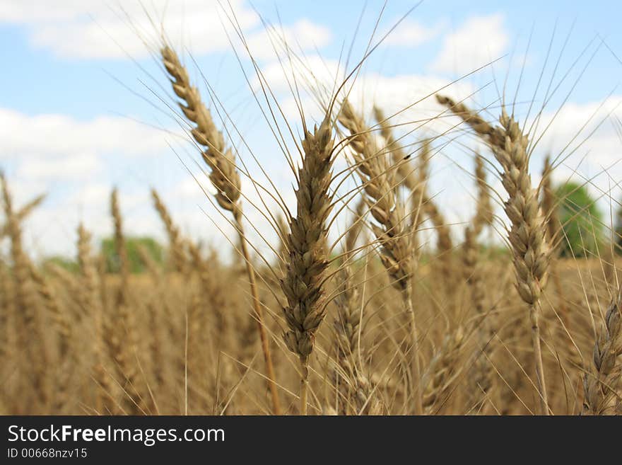 A wheat farm in Ohio. A wheat farm in Ohio