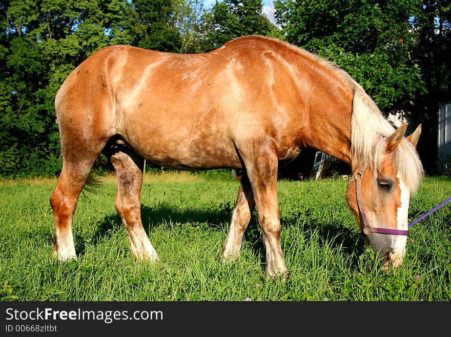 A beautiful Belgian Horse