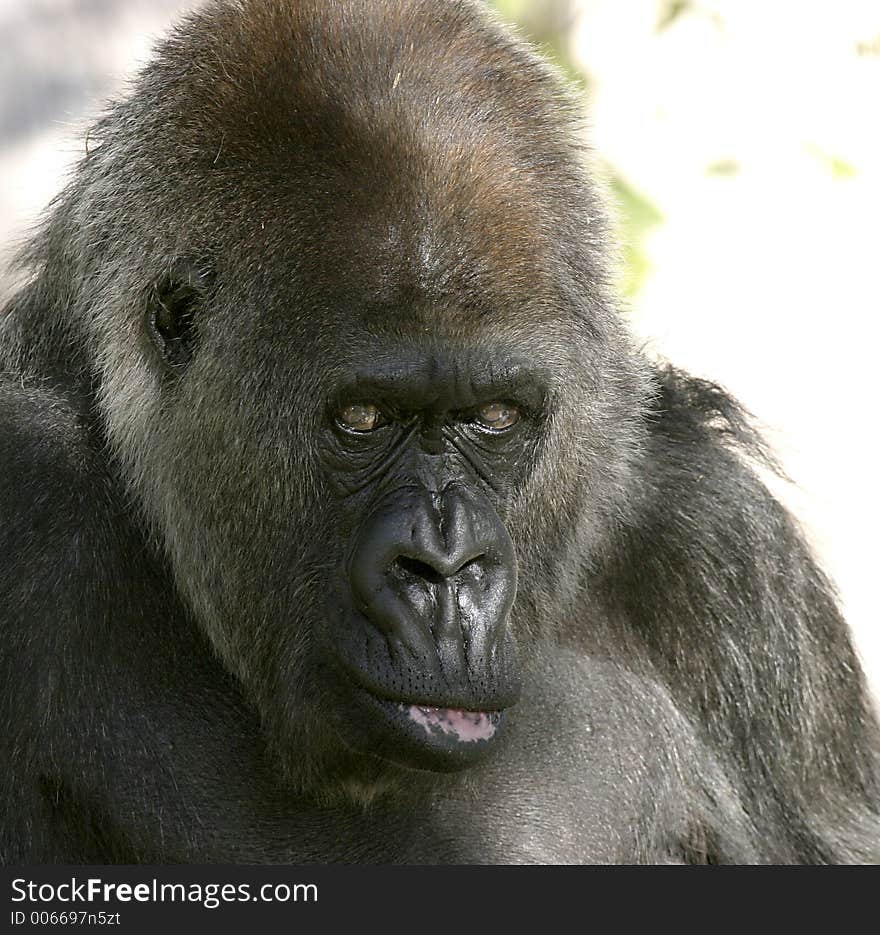 Gorilla from a local zoo casts a bored expression. Gorilla from a local zoo casts a bored expression.