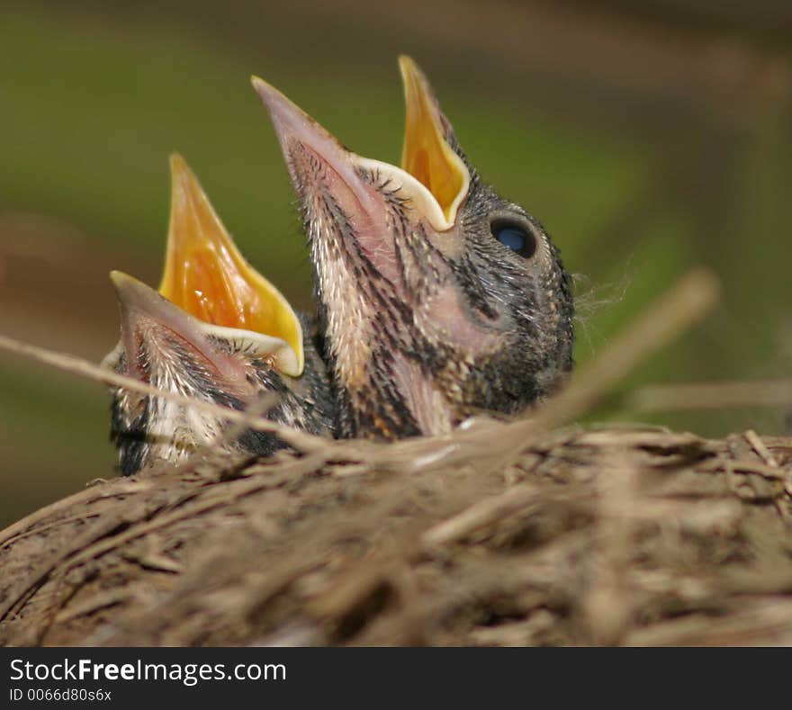 Two baby robins