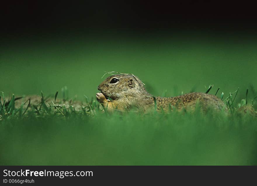 A funny European ground squirrel (Spermophilus citellus) eating and playing in the meadow, also known as European souslik (Citellus citellus).