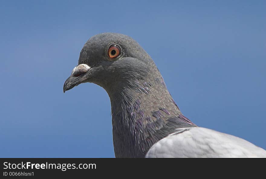 Profile of a pigeon on a lovely sunny and blue sky day. Profile of a pigeon on a lovely sunny and blue sky day.