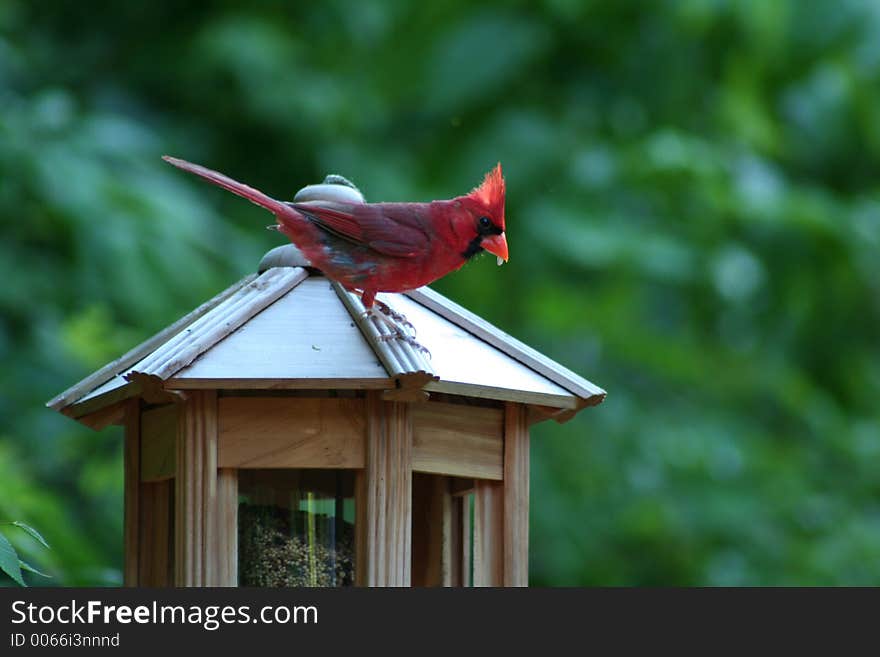 cardinal on feeder