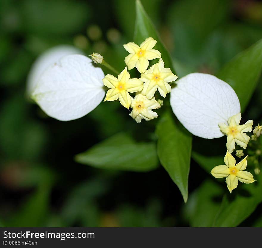 Yellow star shape flower