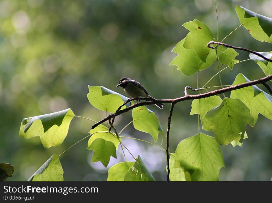 Bird in tree