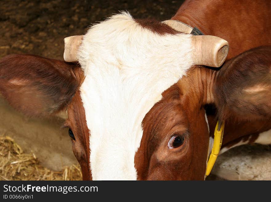 Chopped horn,cow in closeup. Chopped horn,cow in closeup