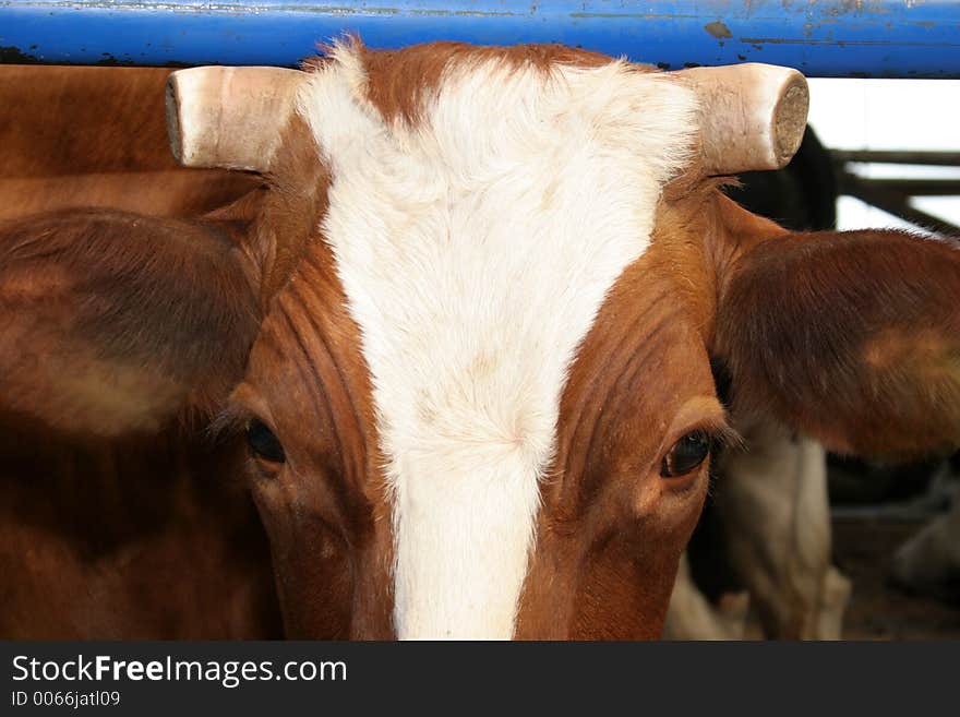 Chopped horn,cow in closeup. Chopped horn,cow in closeup