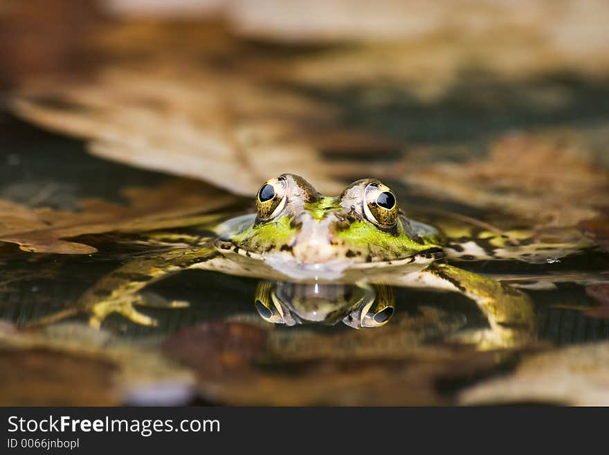 Close-up of a frog. Close-up of a frog