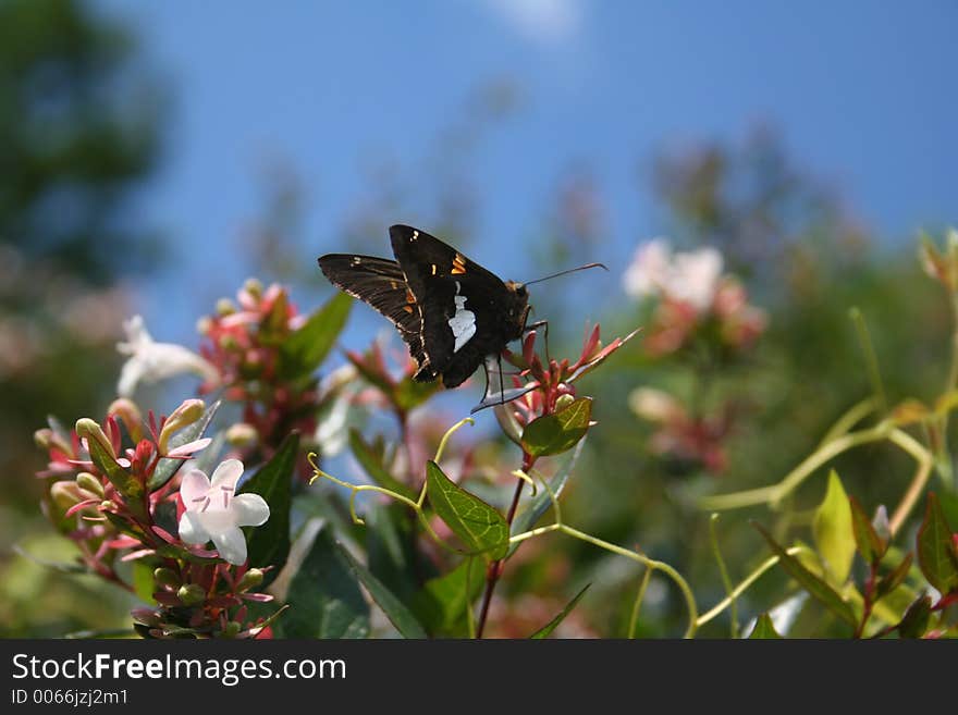 Butterfly