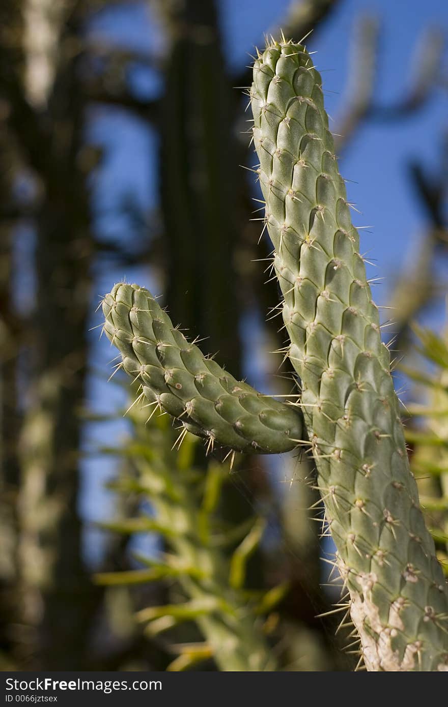 Cactus