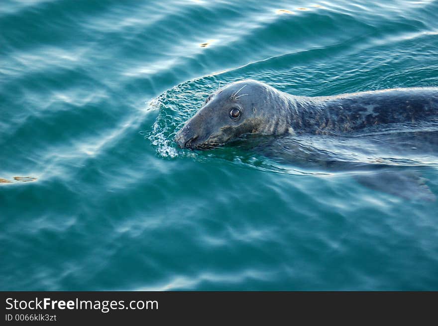 Watchful seal