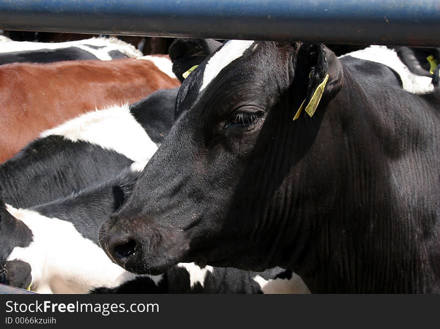 Cow in farm