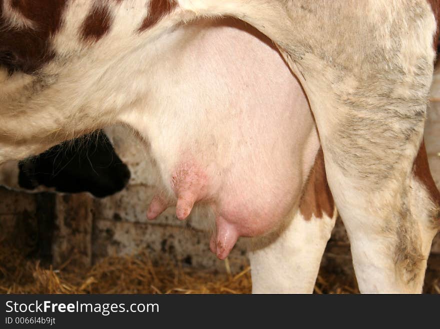 Cow, breast in closeup