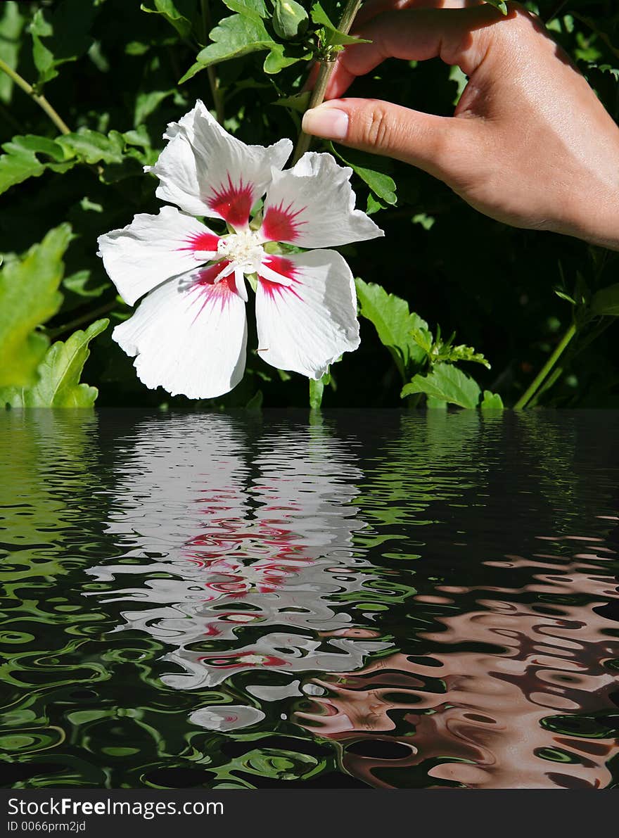 Woman finding pretty flower