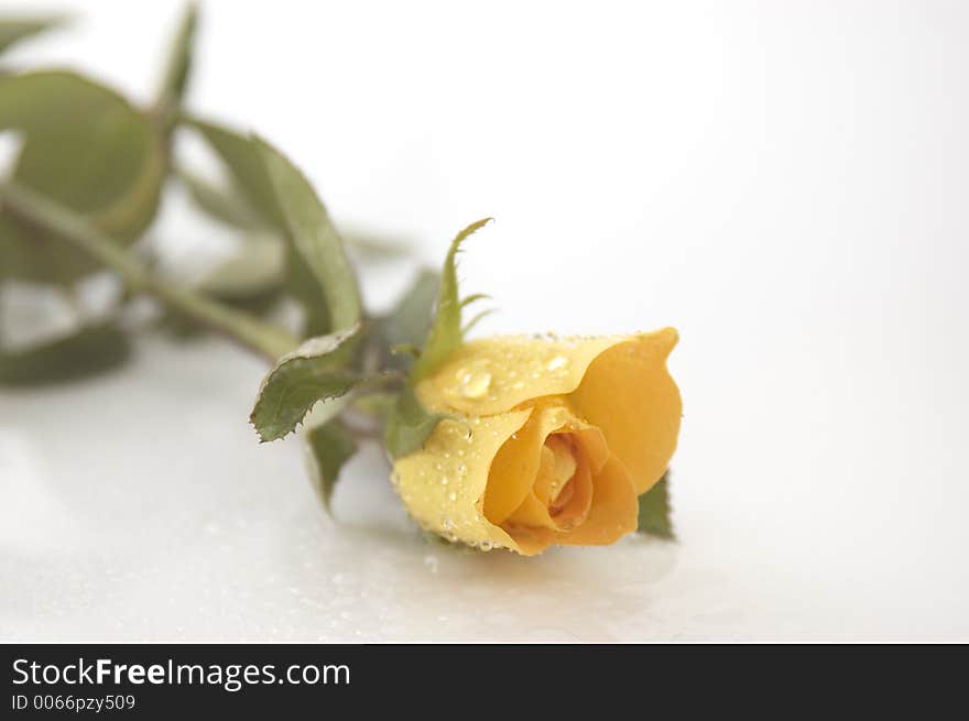 Yellow rose on white background