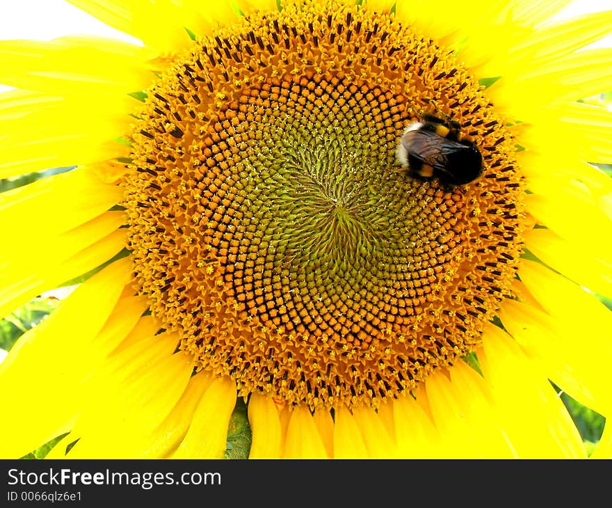 Bumblebee on sunflower. Bumblebee on sunflower