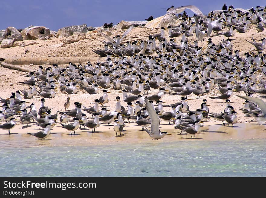 Tern Island. Tern Island