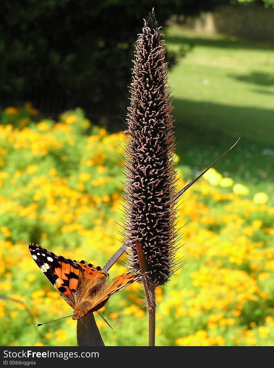 Butterfly & Poker. Butterfly & Poker