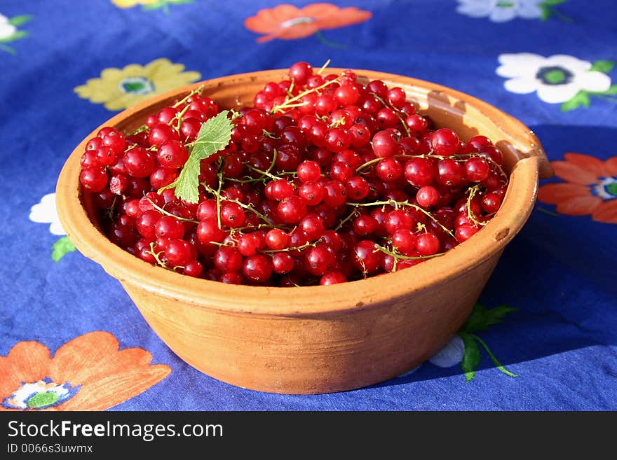 Redcurrant in the old pot