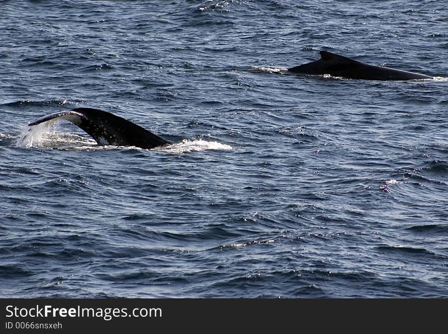 Humpback whales on the surface. Humpback whales on the surface.