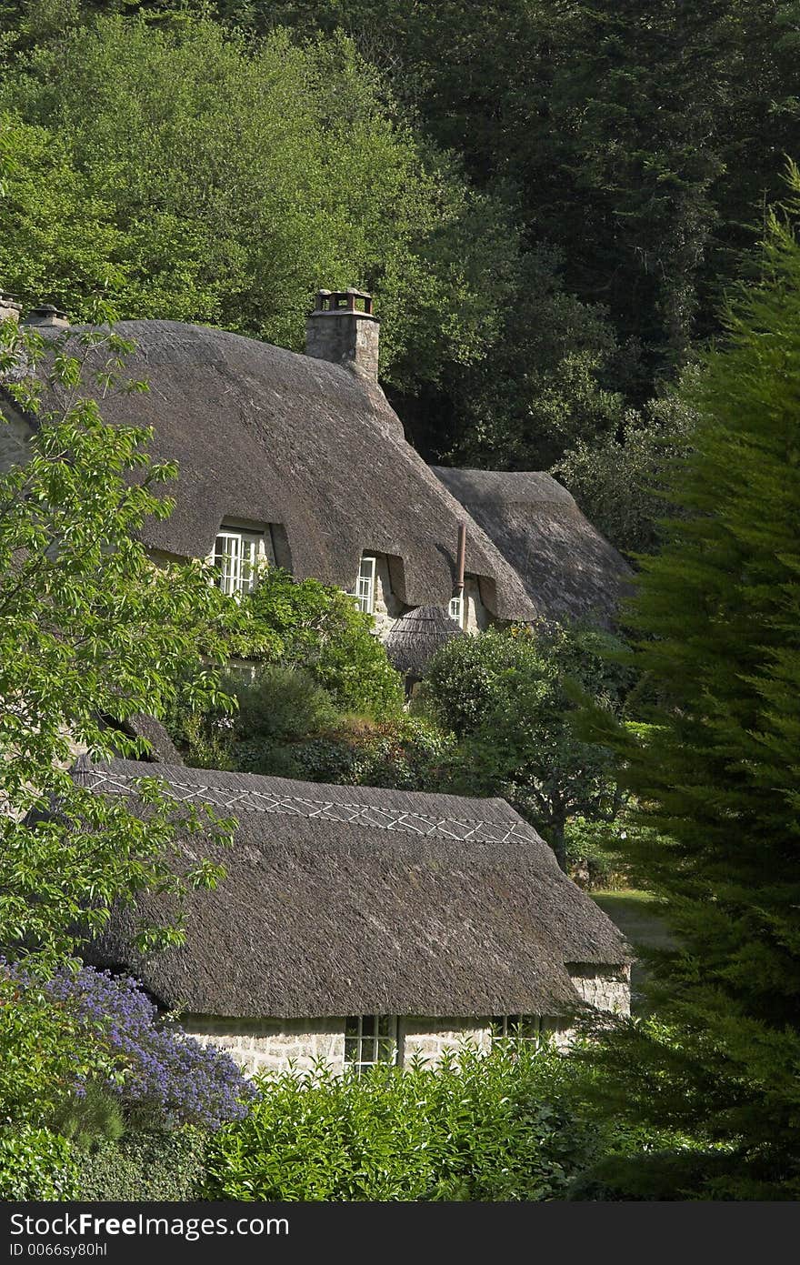 Thatched Cottages In Woods