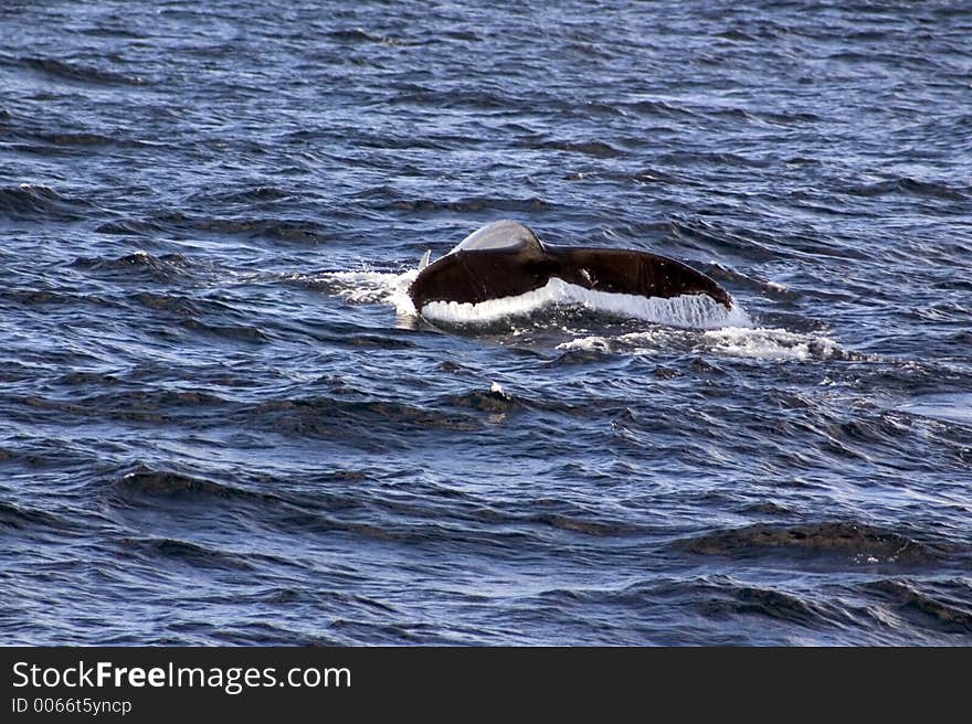 Humpback whale breaching surface of sea.