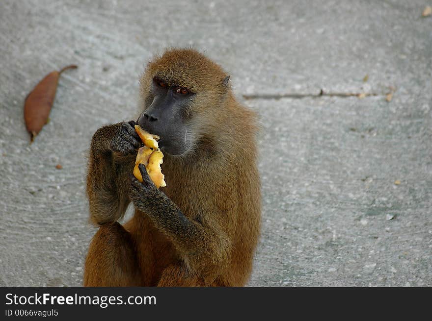 Monkey eating. Monkey eating