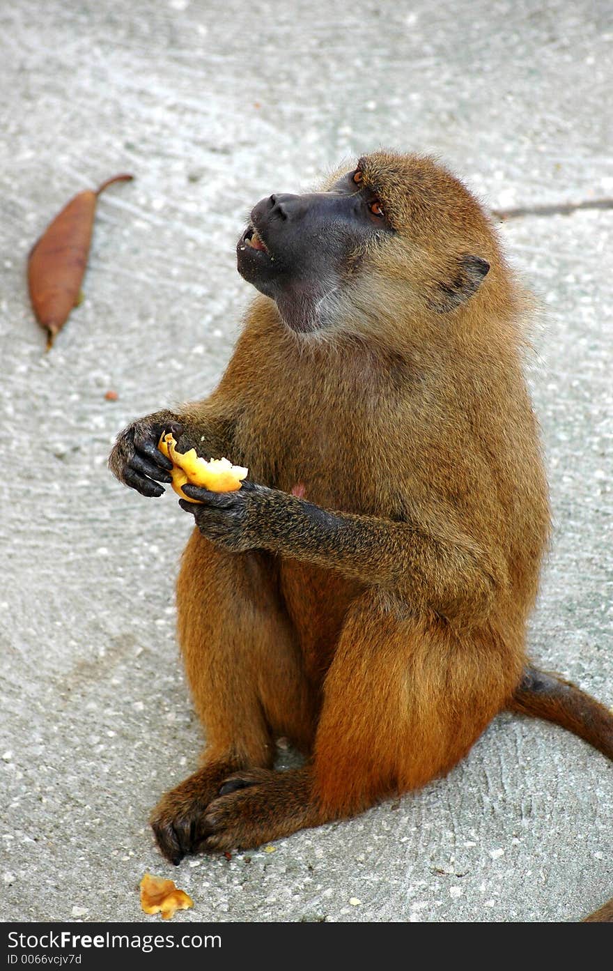 Monkey eating. Monkey eating