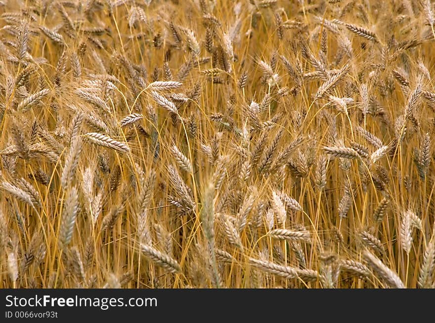 Full Frame of Wheat