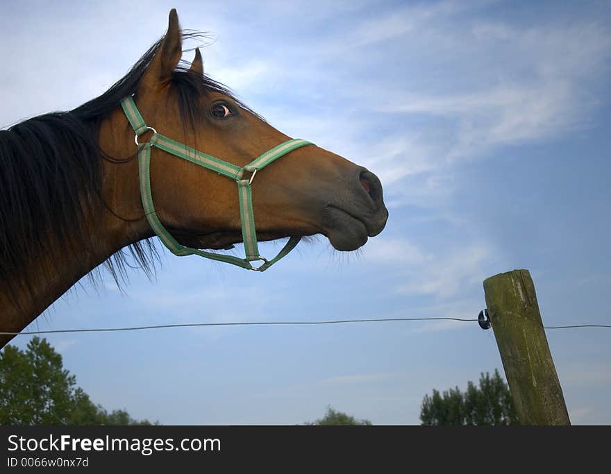 Staring horse