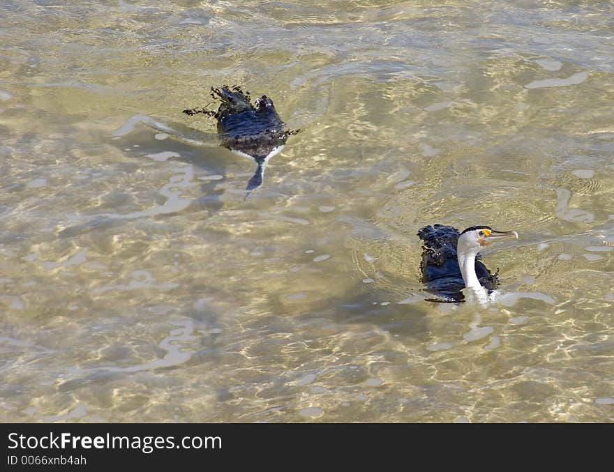 Cormorants