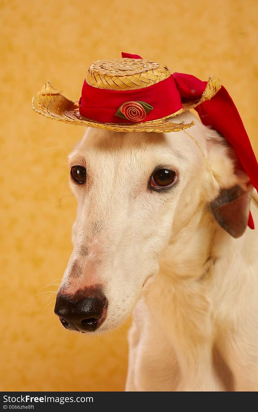 Elegant dog in hat