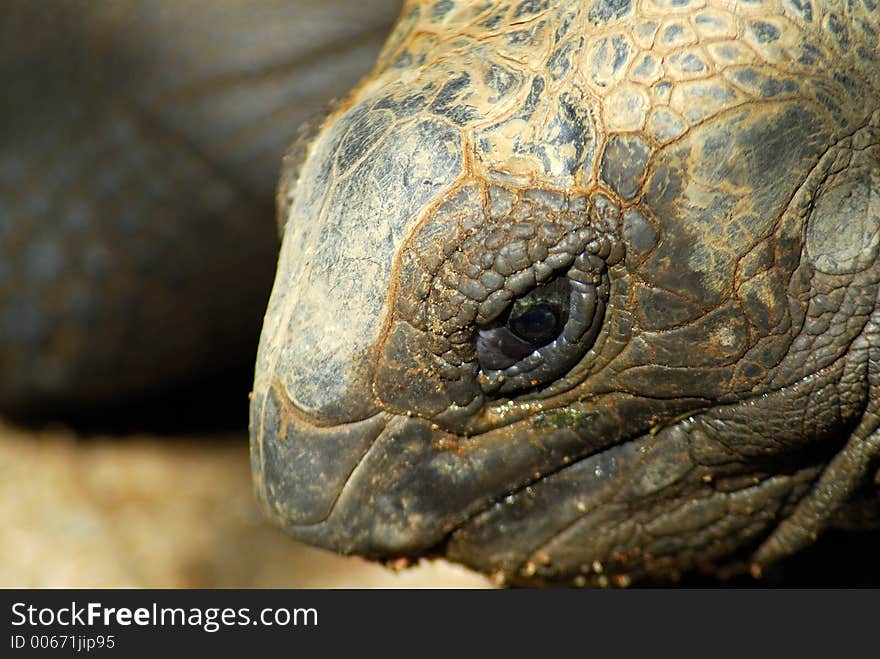 Closeup of a Giant Tortoise