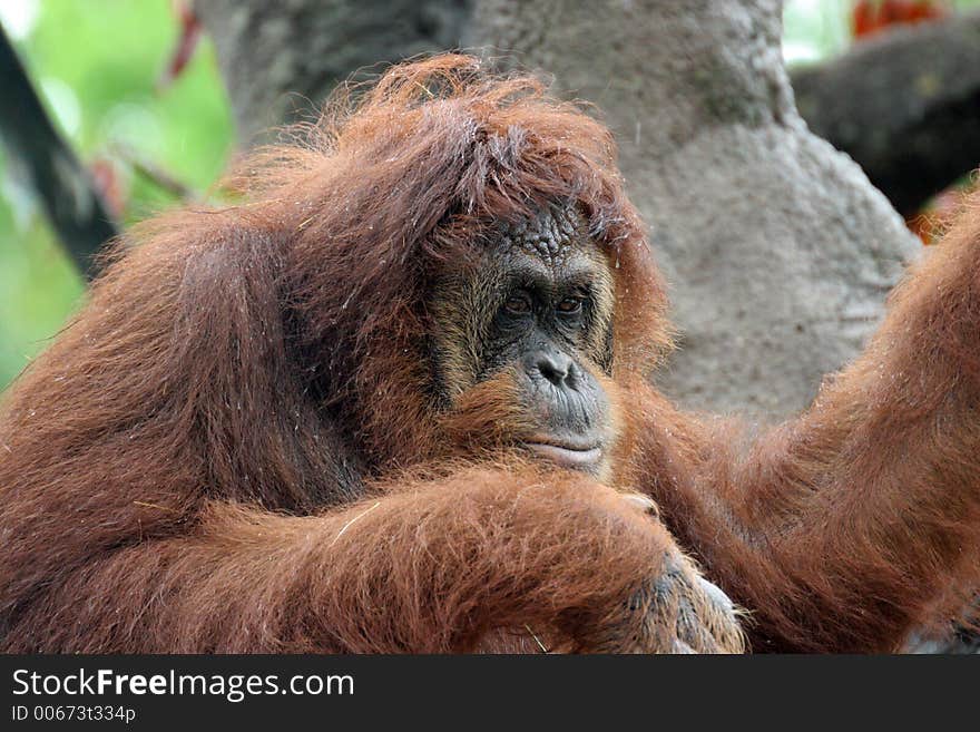 Portrait of orangutan sitting on a tree