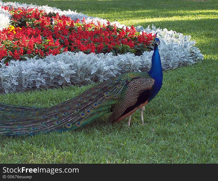 Peacock 1