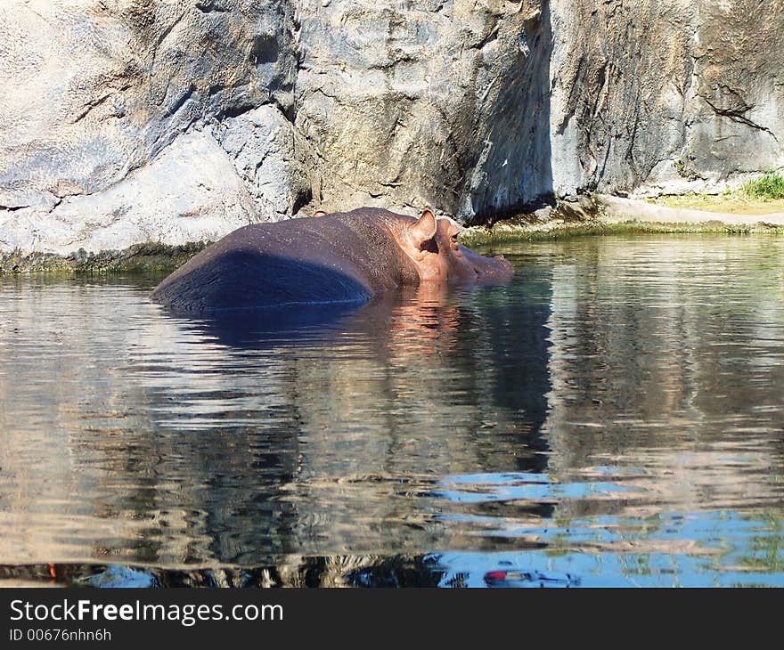 Hippopotumus Swimming in Water. Hippopotumus Swimming in Water