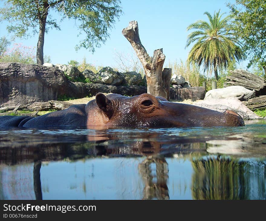 Hippopotumus Swimming in Water. Hippopotumus Swimming in Water