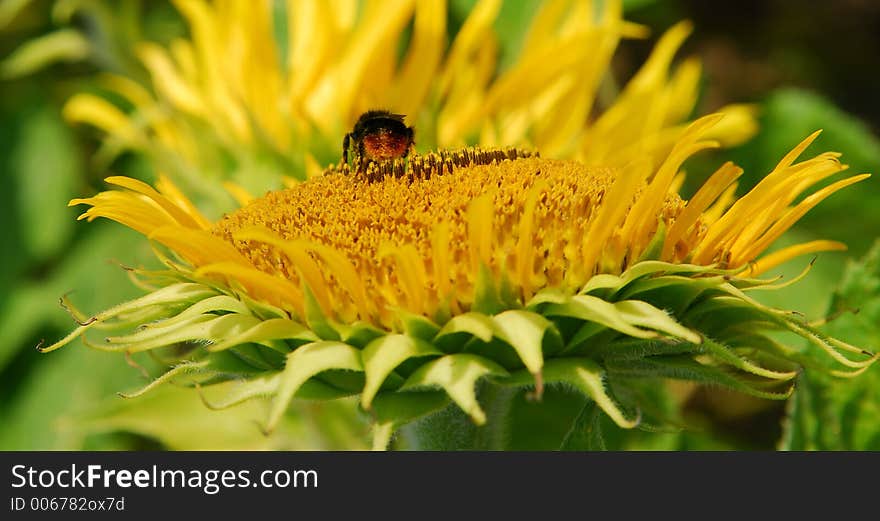 Sun flower with bumblebee. Sun flower with bumblebee