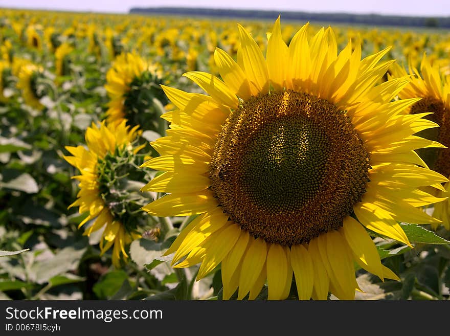 Sunflower and bee