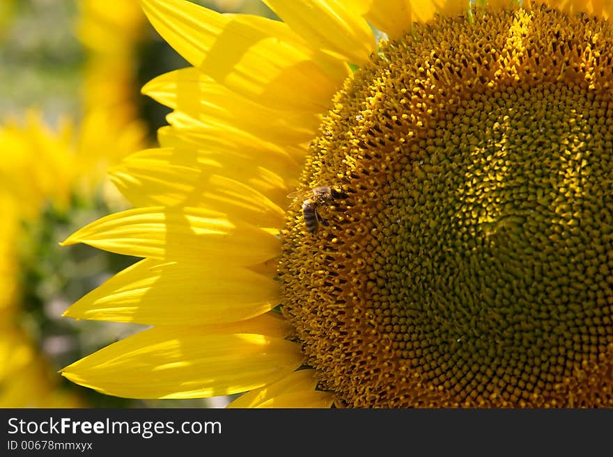 Sunflower detail