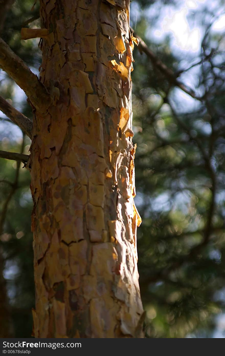 Wood Detail