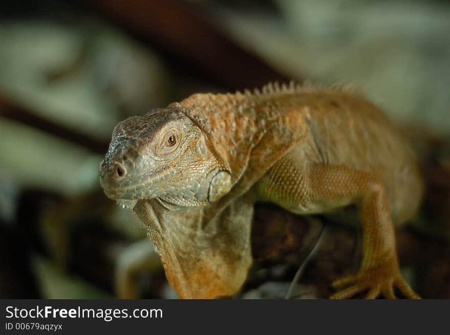 Iguana portrait