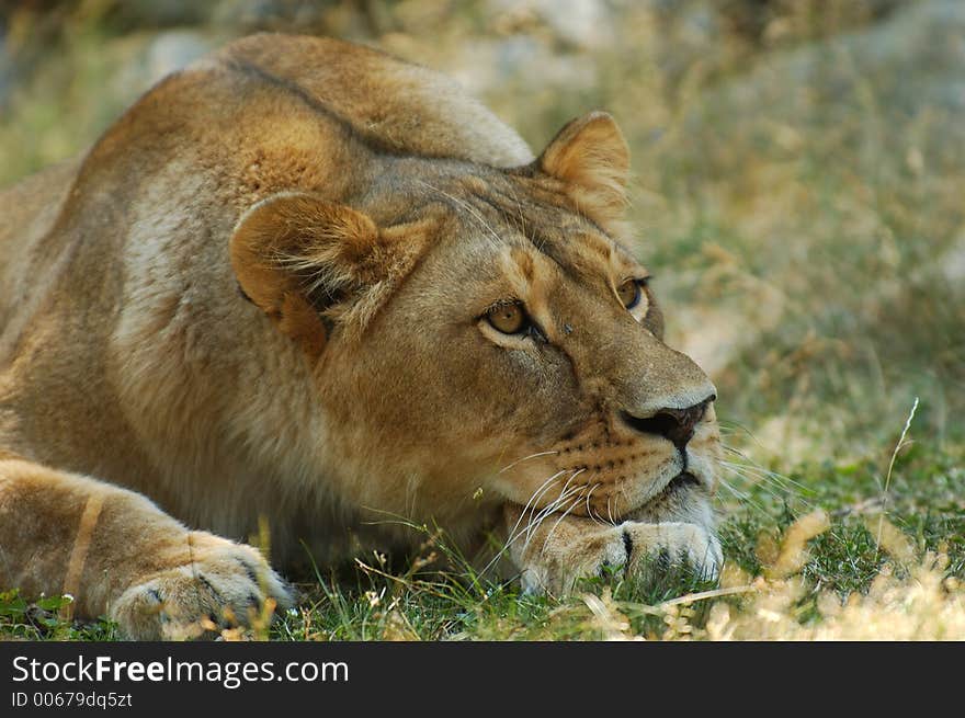 Lion Resting