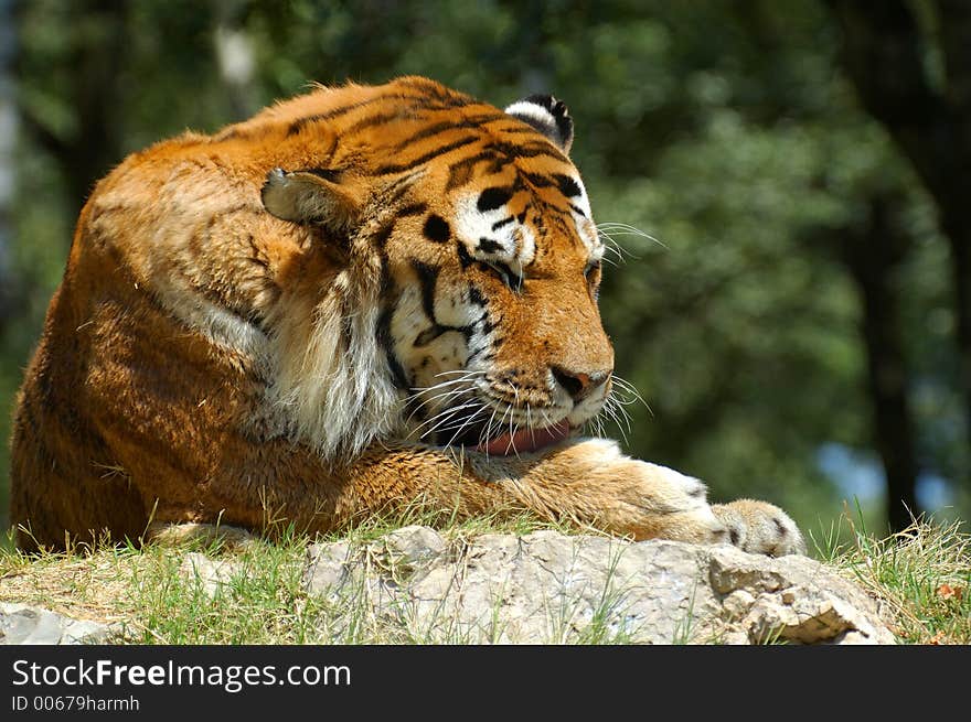 Tiger cleaning its paw. Tiger cleaning its paw