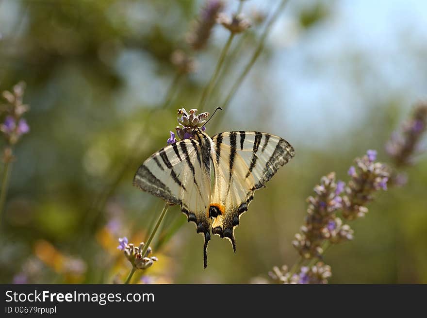 Buttefly on flower. Buttefly on flower